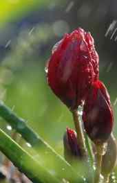 雨中花苞高清手机壁纸