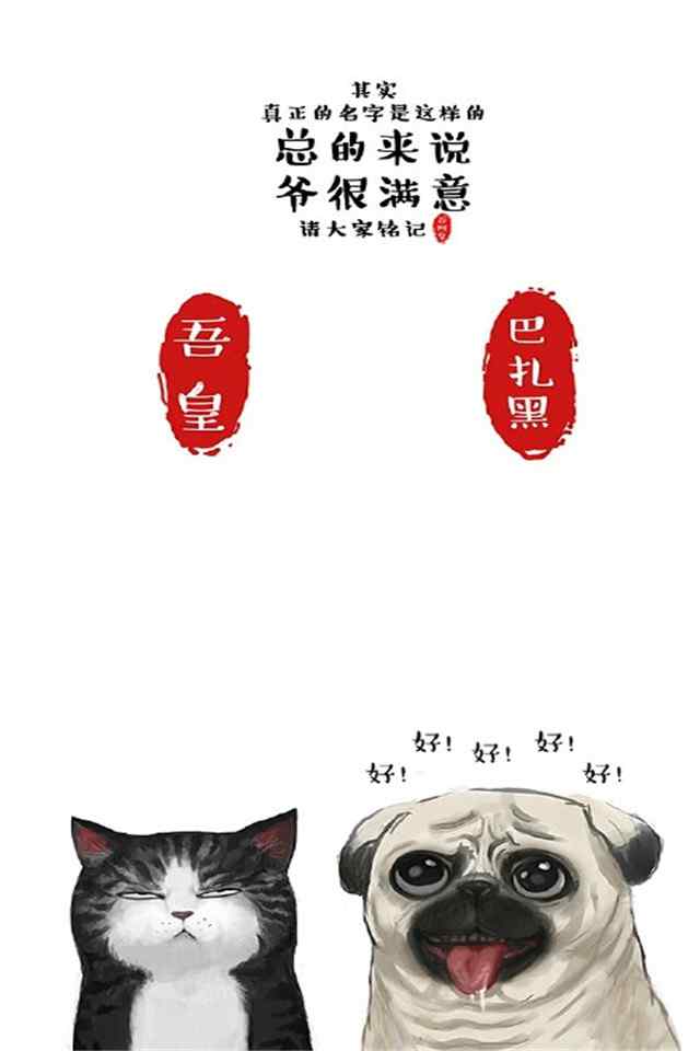 可爱铲屎猫大白高清手机壁纸高清高清手机壁纸下载