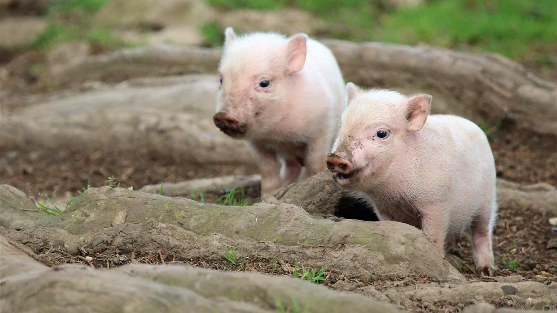 两只可爱小猪电脑桌面壁纸