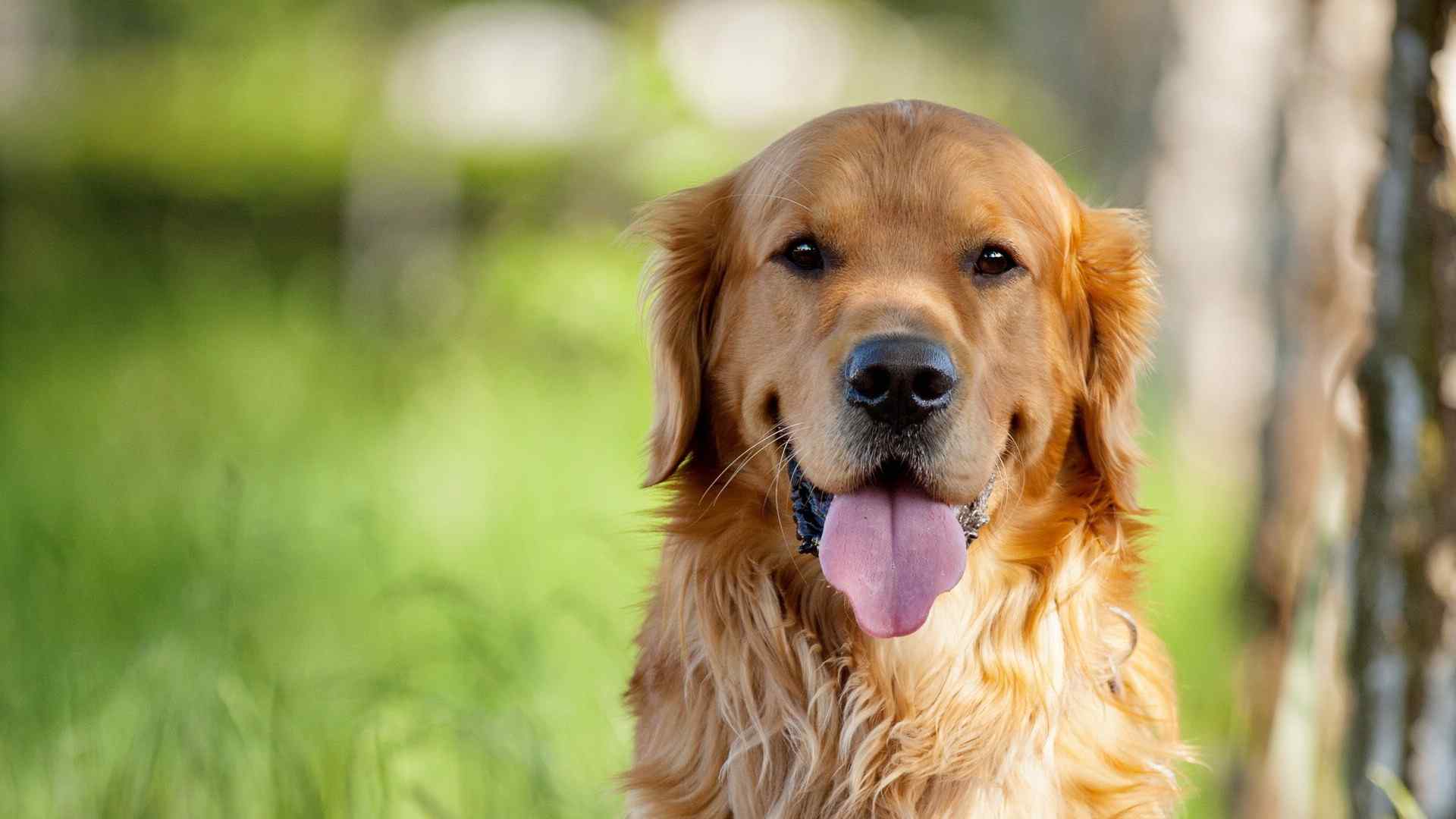 金毛猎犬图片桌面壁纸下载