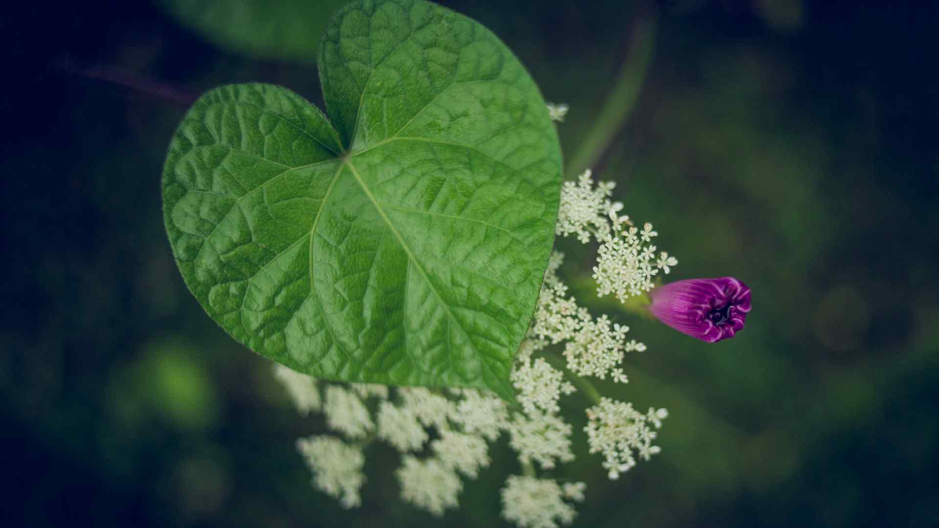 牵牛花的夏天高清电脑桌面壁纸