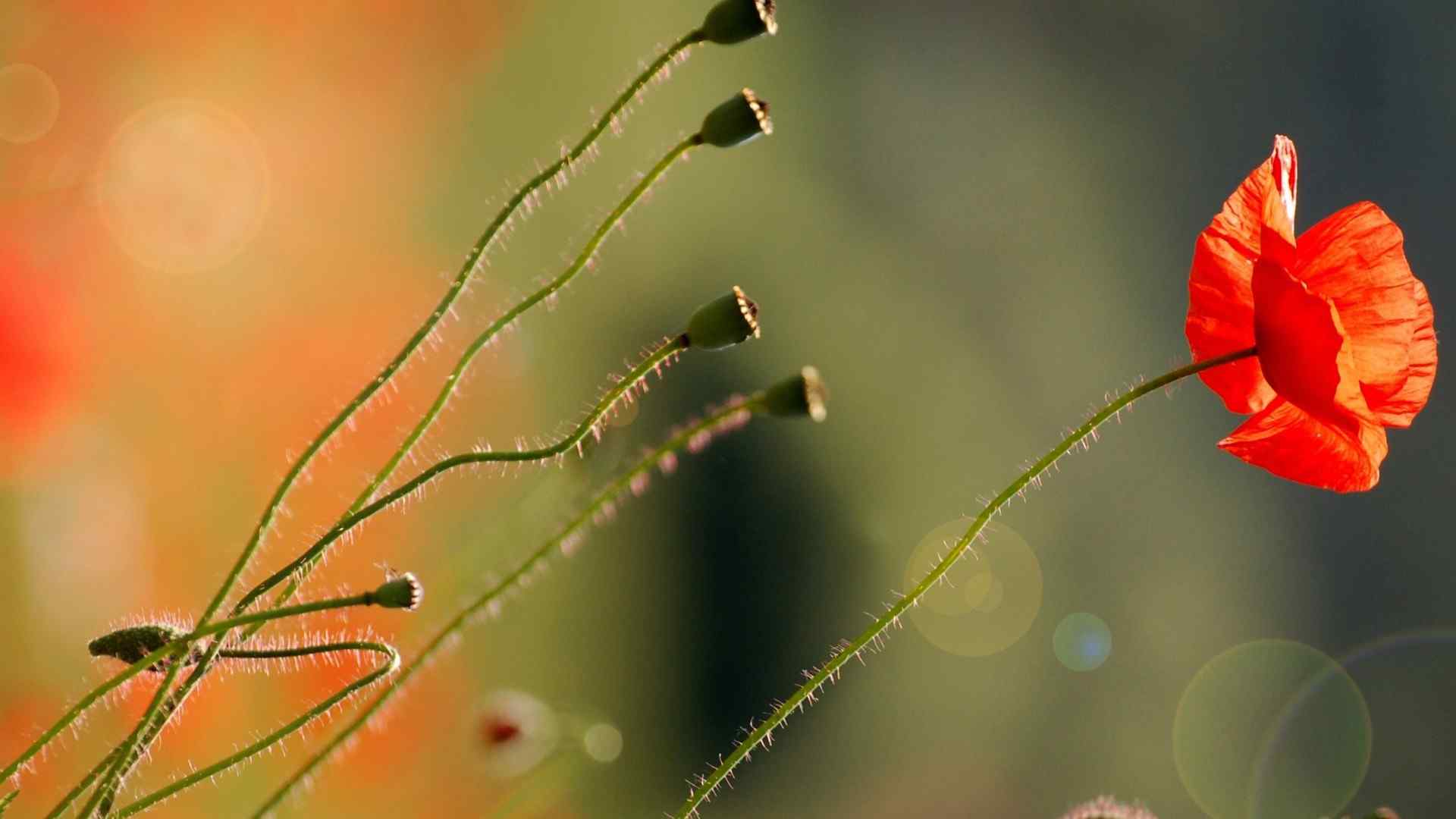 虞美人花唯美电脑桌面壁纸