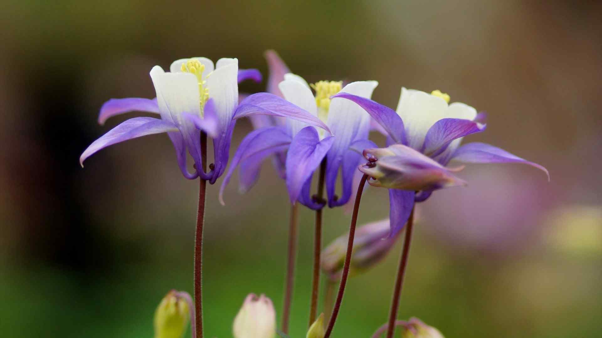 清新猫爪花桌面壁纸第一辑