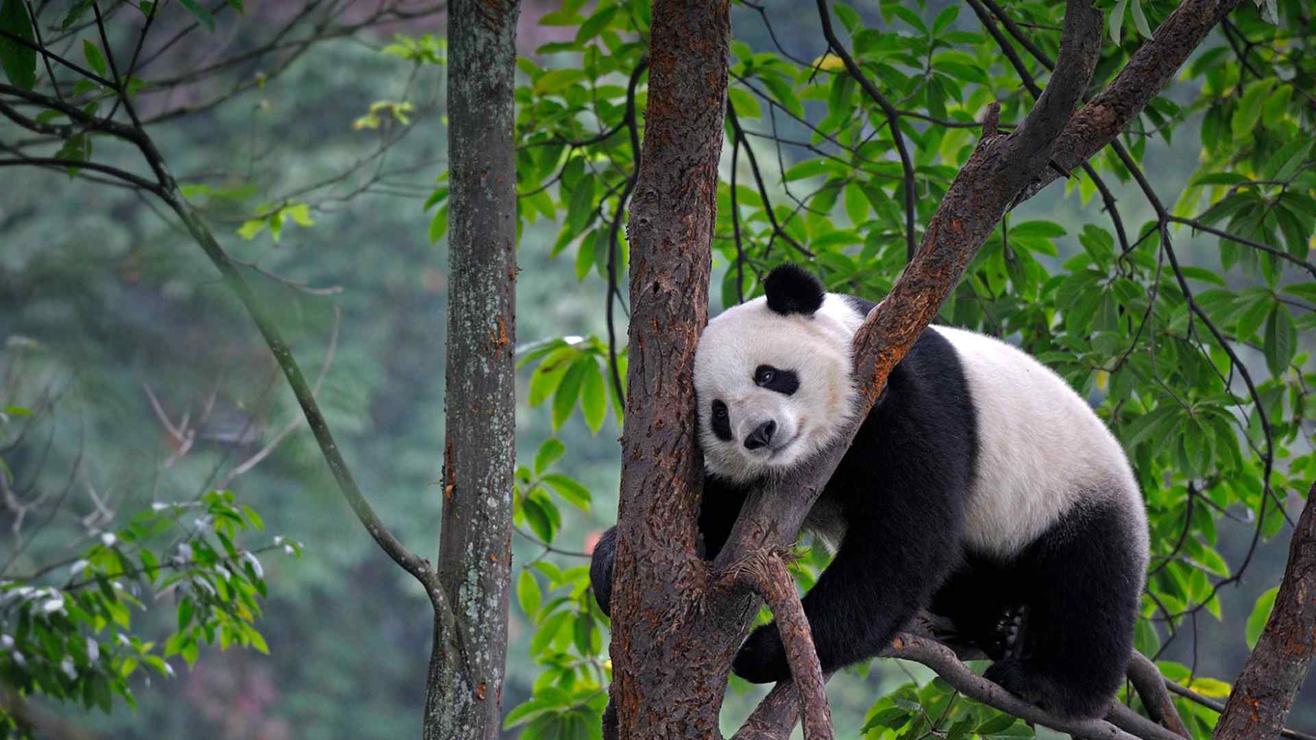 国宝大熊猫俏皮爬树摄影图片桌面壁纸