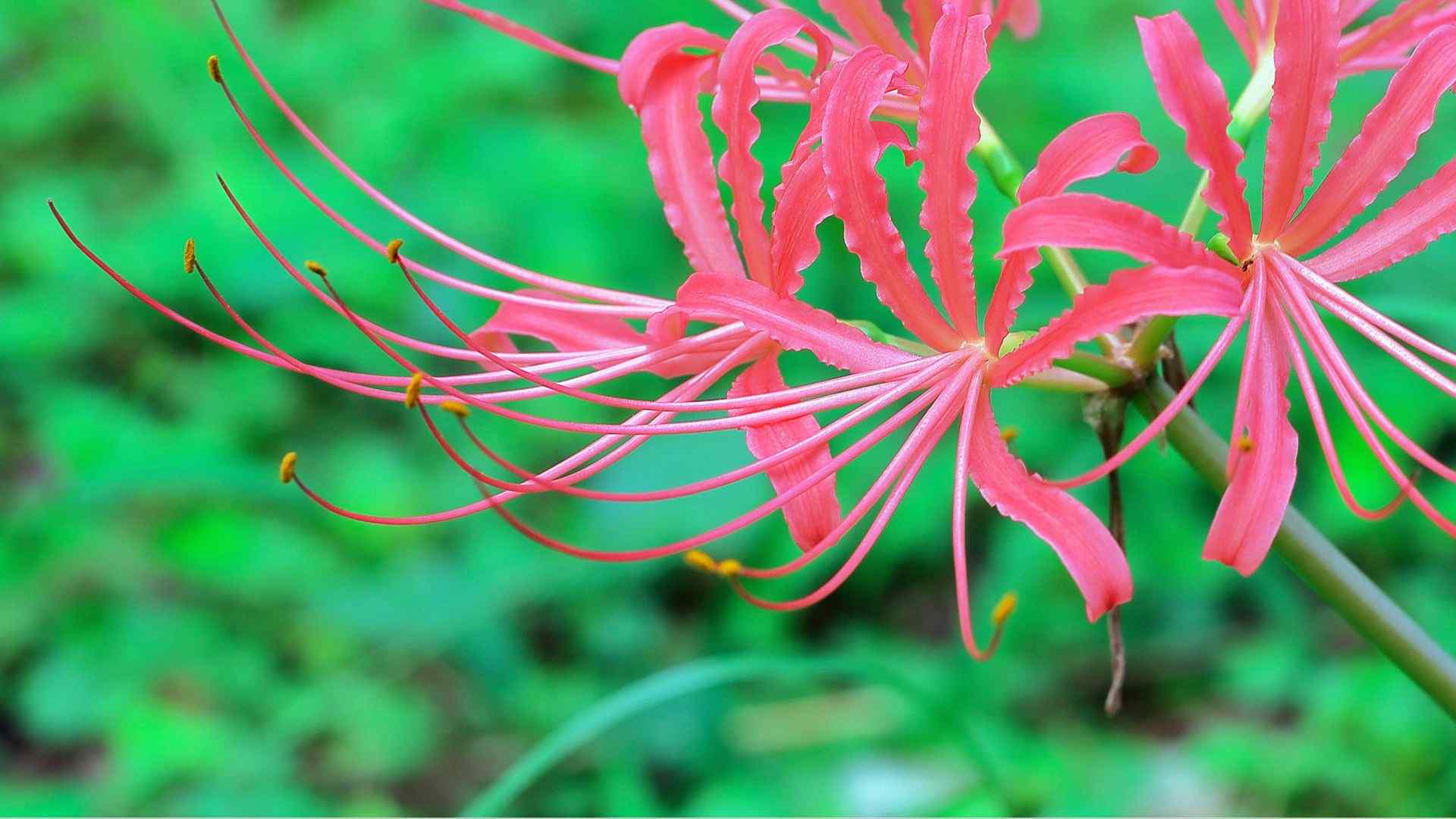 曼珠沙华彼岸花电脑桌面壁纸