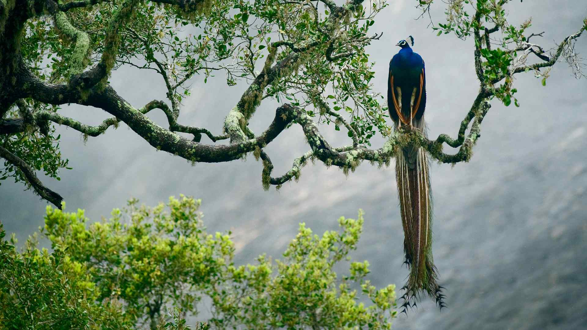 栖息树枝的孔雀高清电脑壁纸