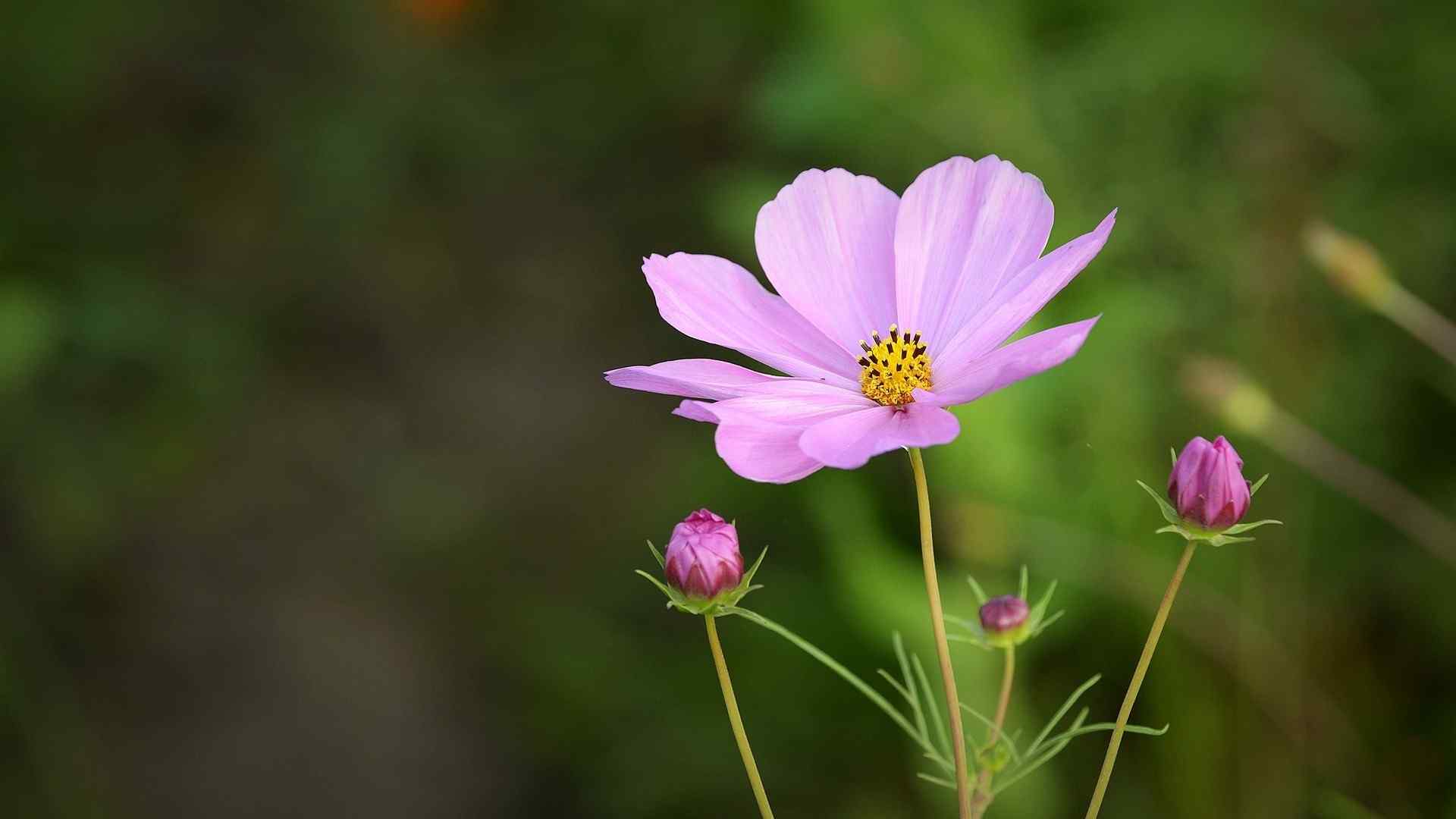 清新植物粉色花朵电脑桌面壁纸