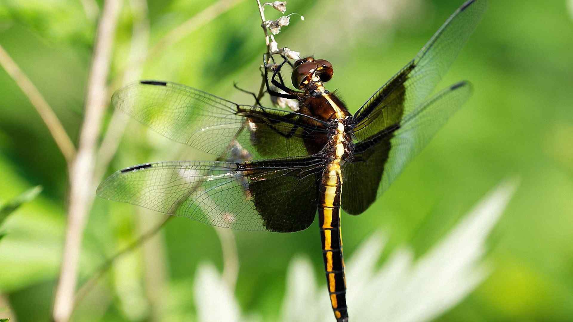 蜻蜓特写高清桌面壁纸第二辑