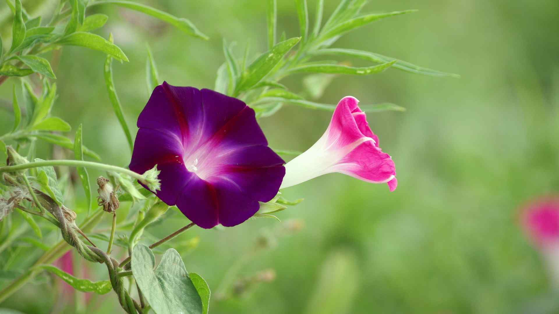 夏日小清新牵牛花壁纸第一辑