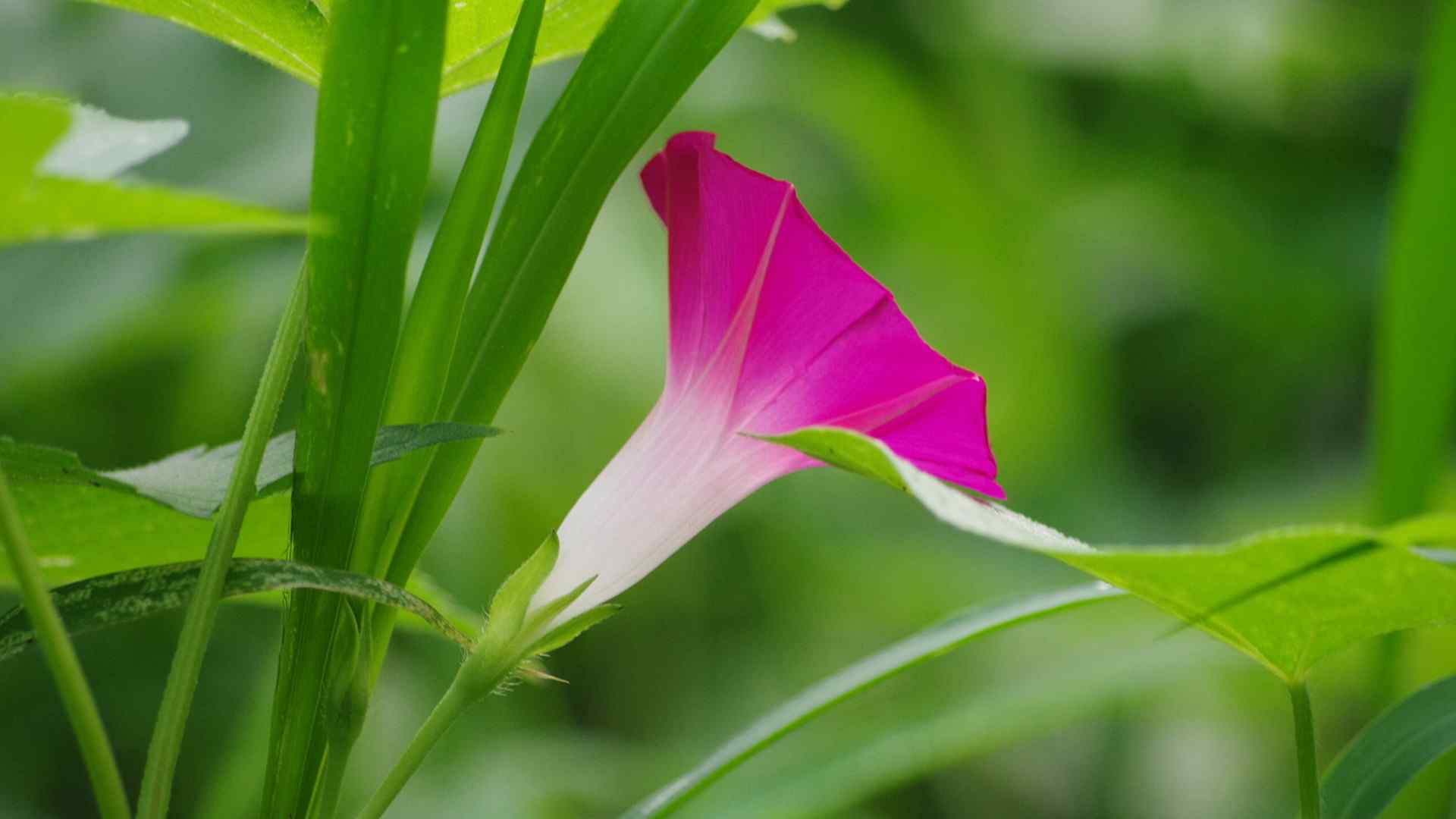 夏日小清新牵牛花壁纸第三辑