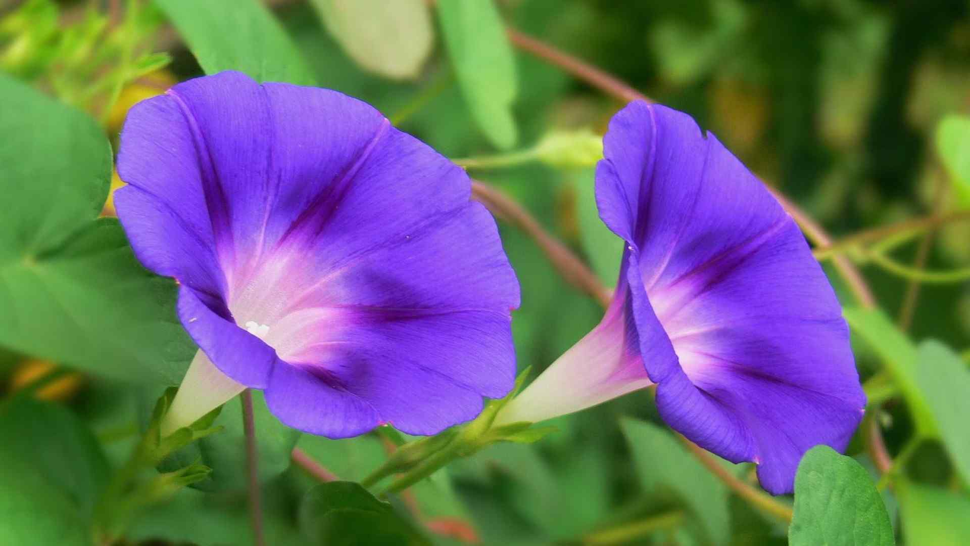 唯美紫色牵牛花图片电脑壁纸