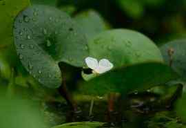 绿色植物叶子花高