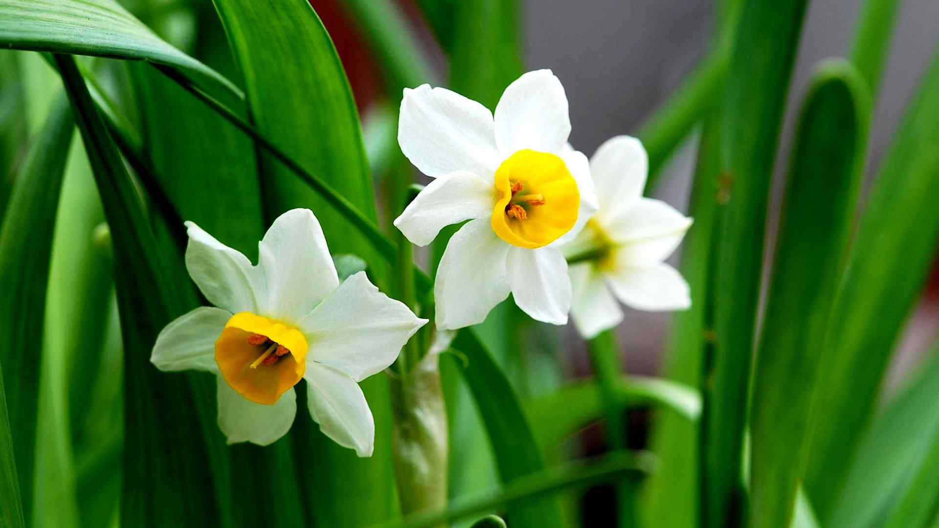 清新水仙花植物高清图片壁纸