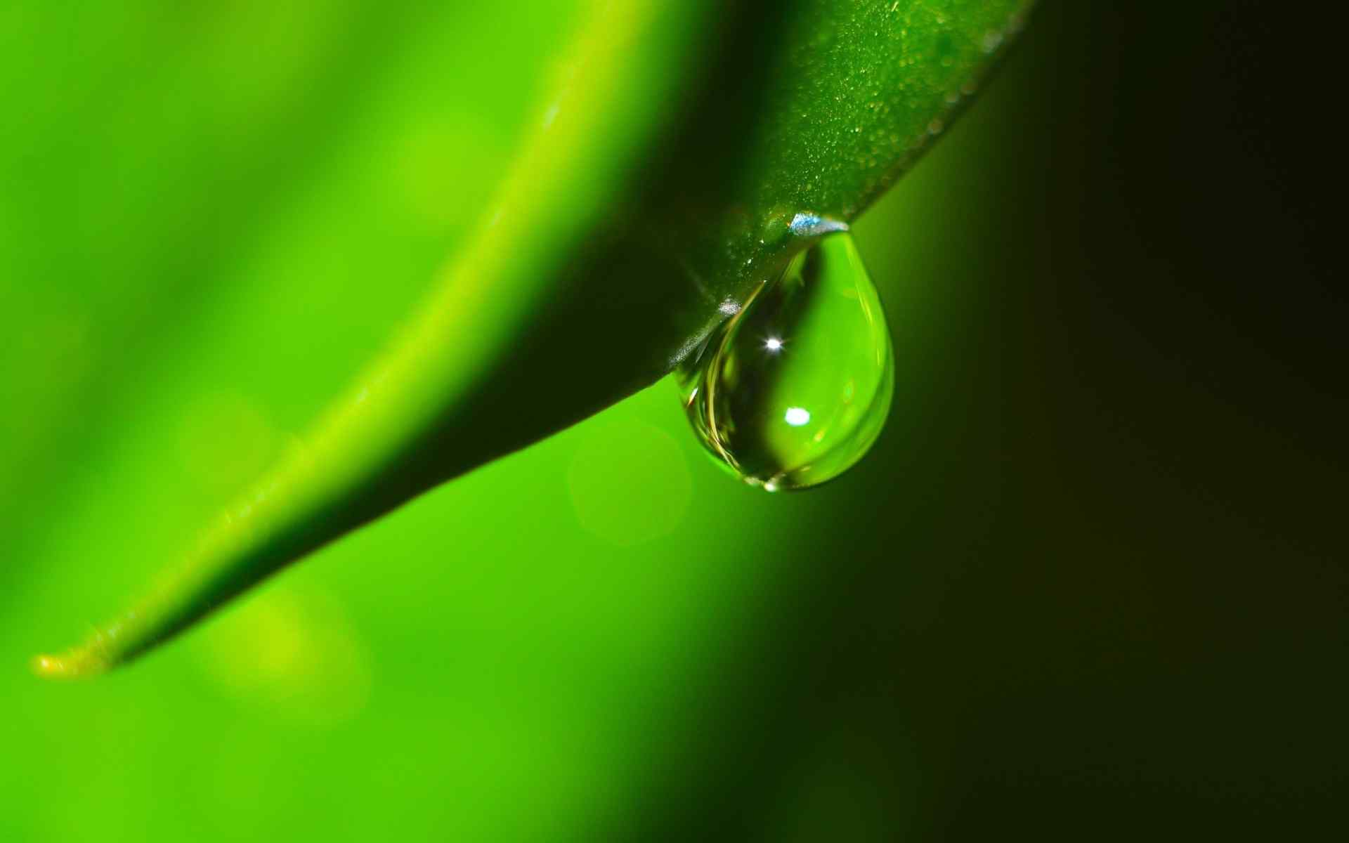 绿叶上的水珠高清壁纸图片 第二辑