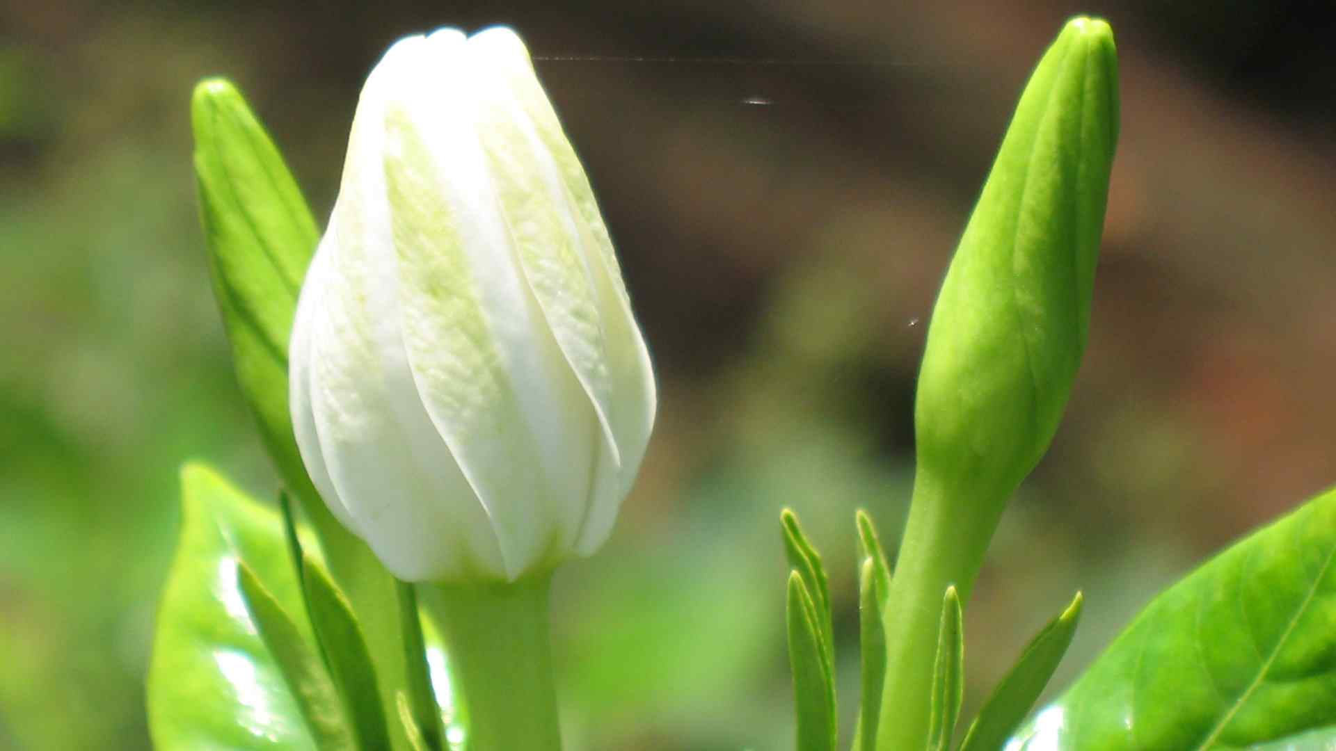 清香栀子花图片绿色护眼桌面壁纸图片下载