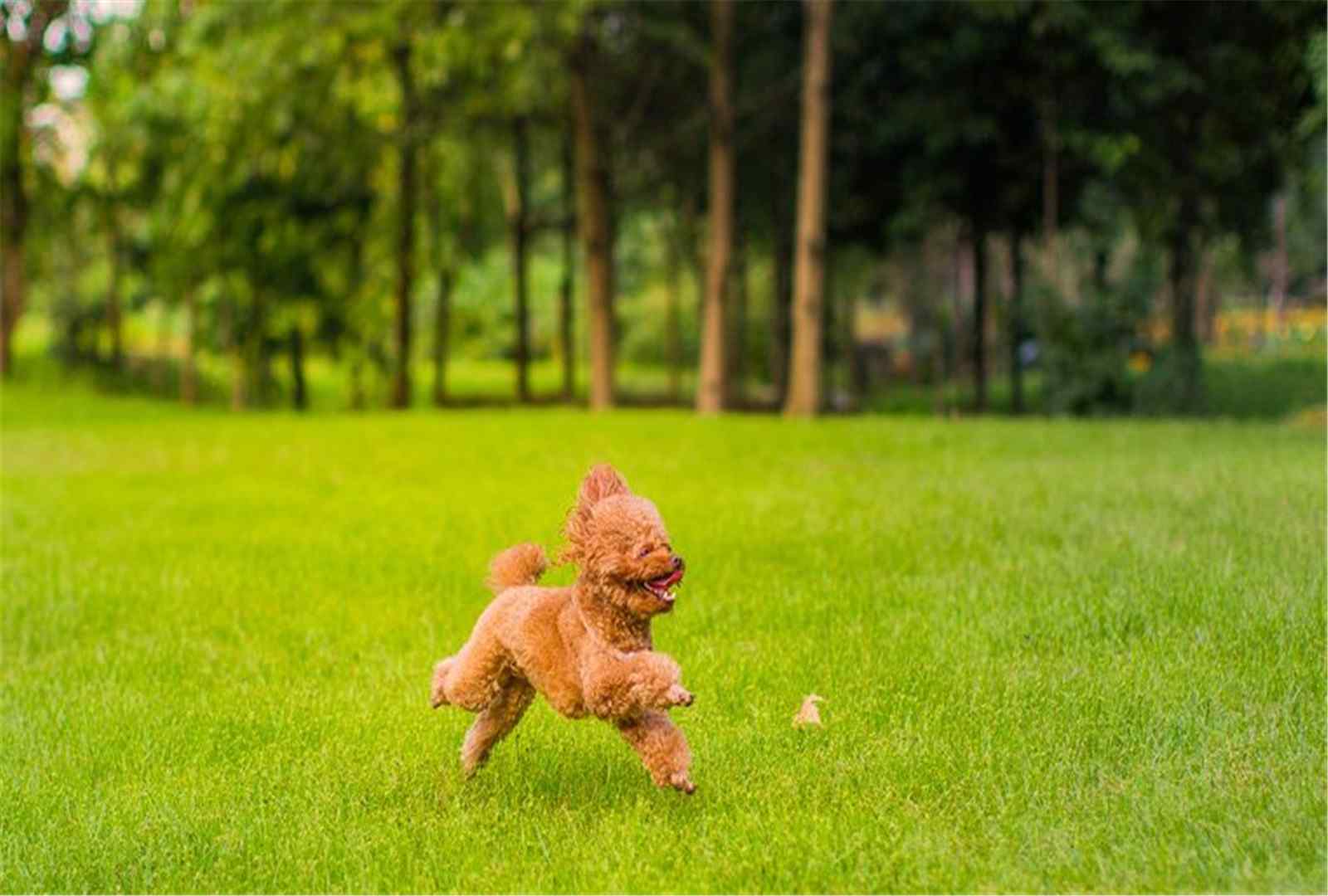 棕色泰迪可爱造型贵宾犬壁纸图片大全