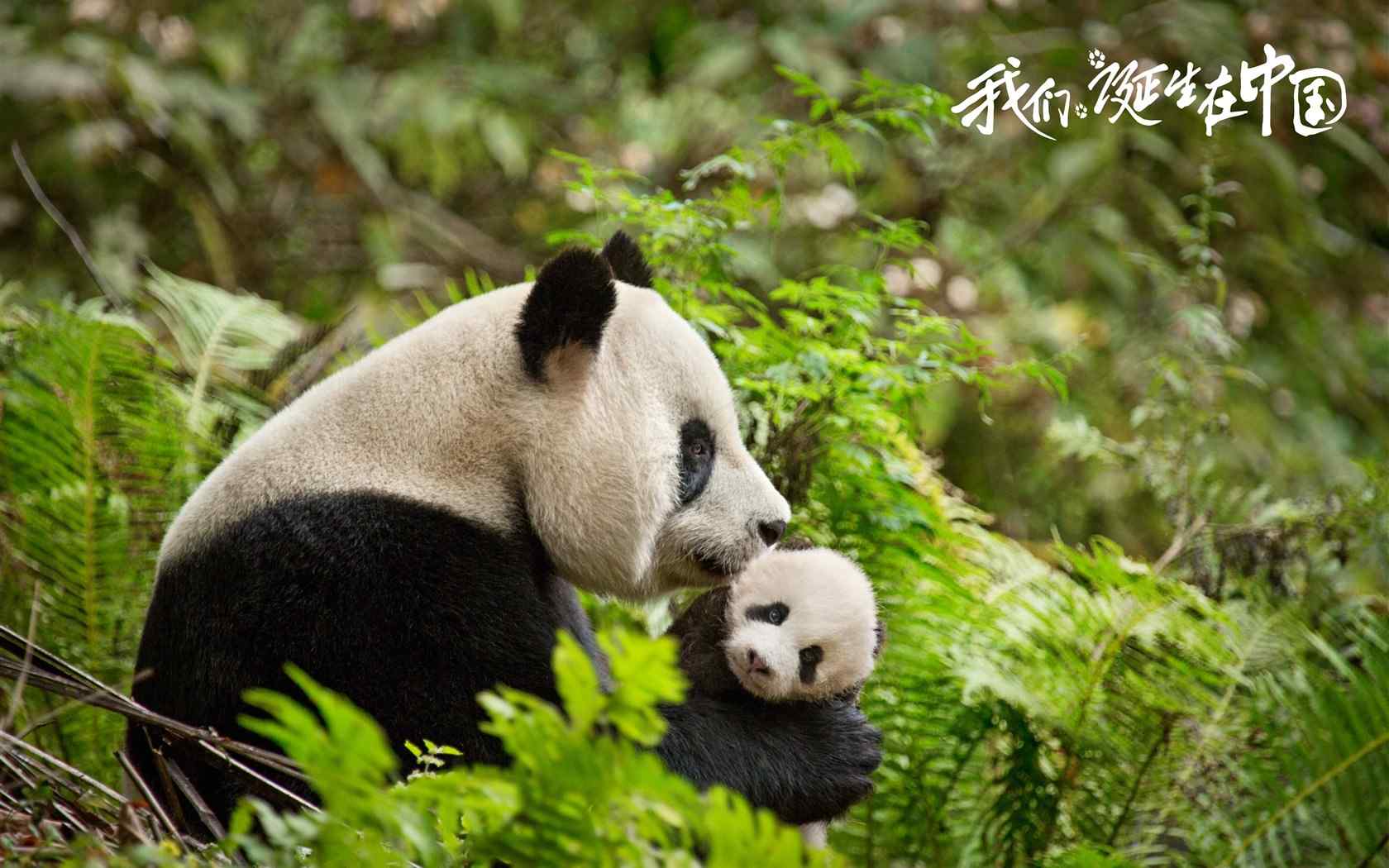 纪录片《我们诞生在中国》动物图片桌面壁纸