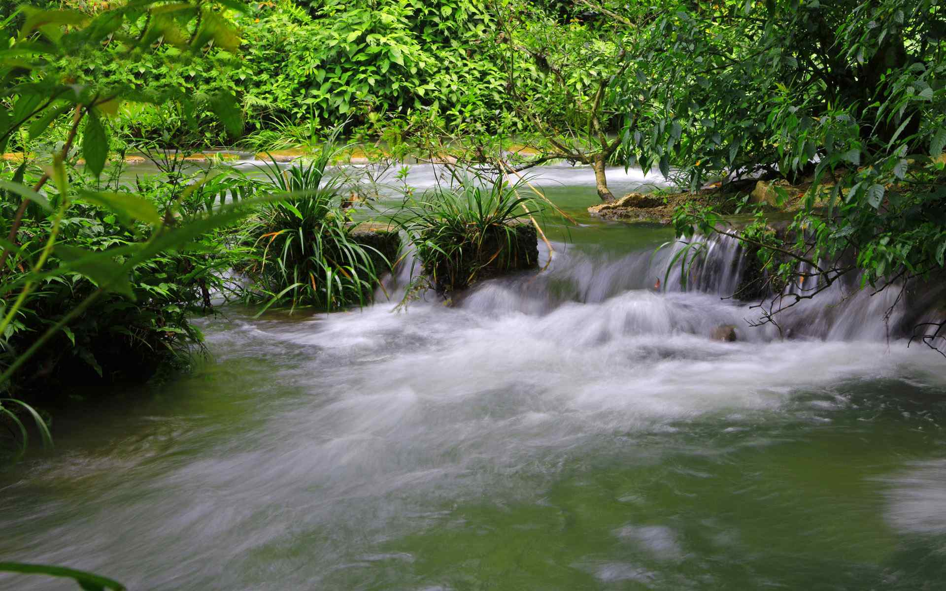 水上森林溪流美景图片电脑桌面壁纸下载