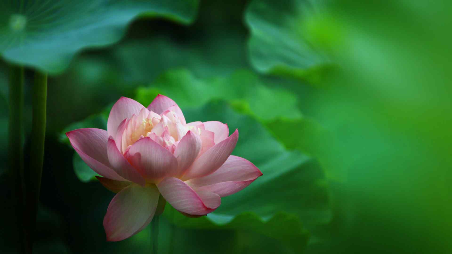 妩媚荷花图片电脑桌面壁纸下载