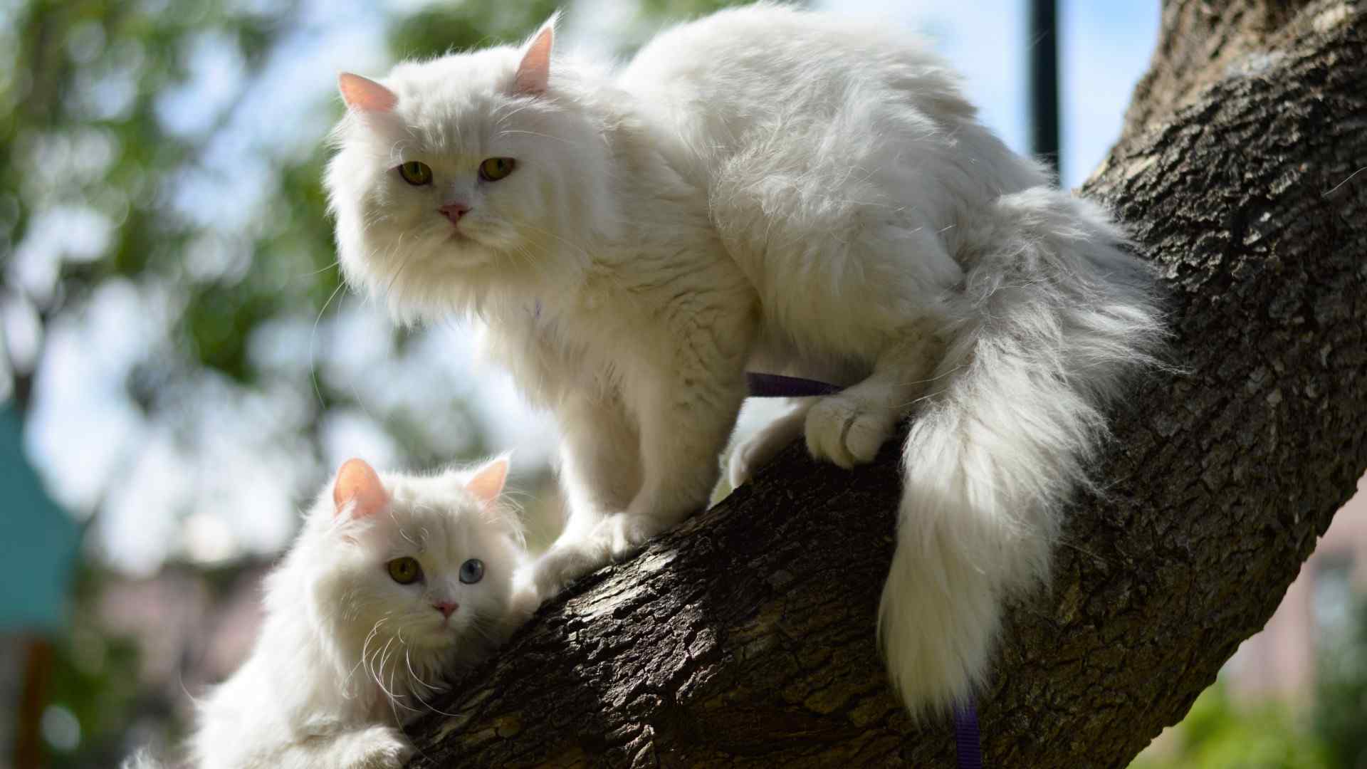 可爱动物猫头鹰高清摄影图片电脑壁纸