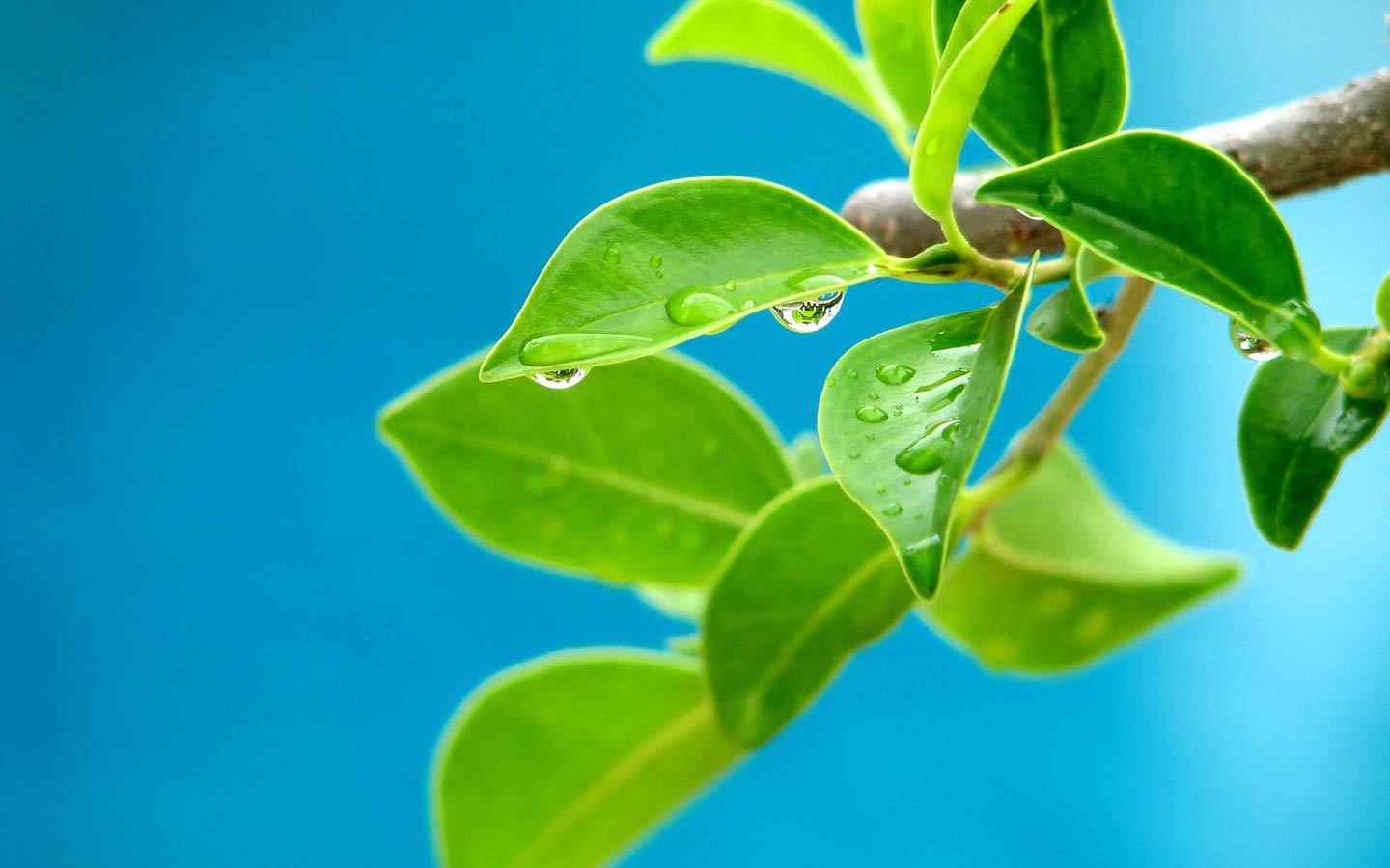 高清雨中绿色护眼电脑桌面壁纸下载