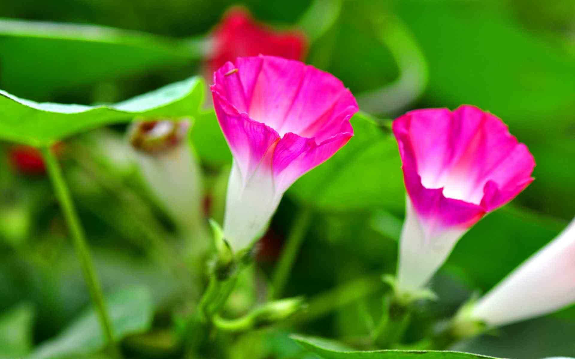 夏日里的牵牛花电脑桌面壁纸下载