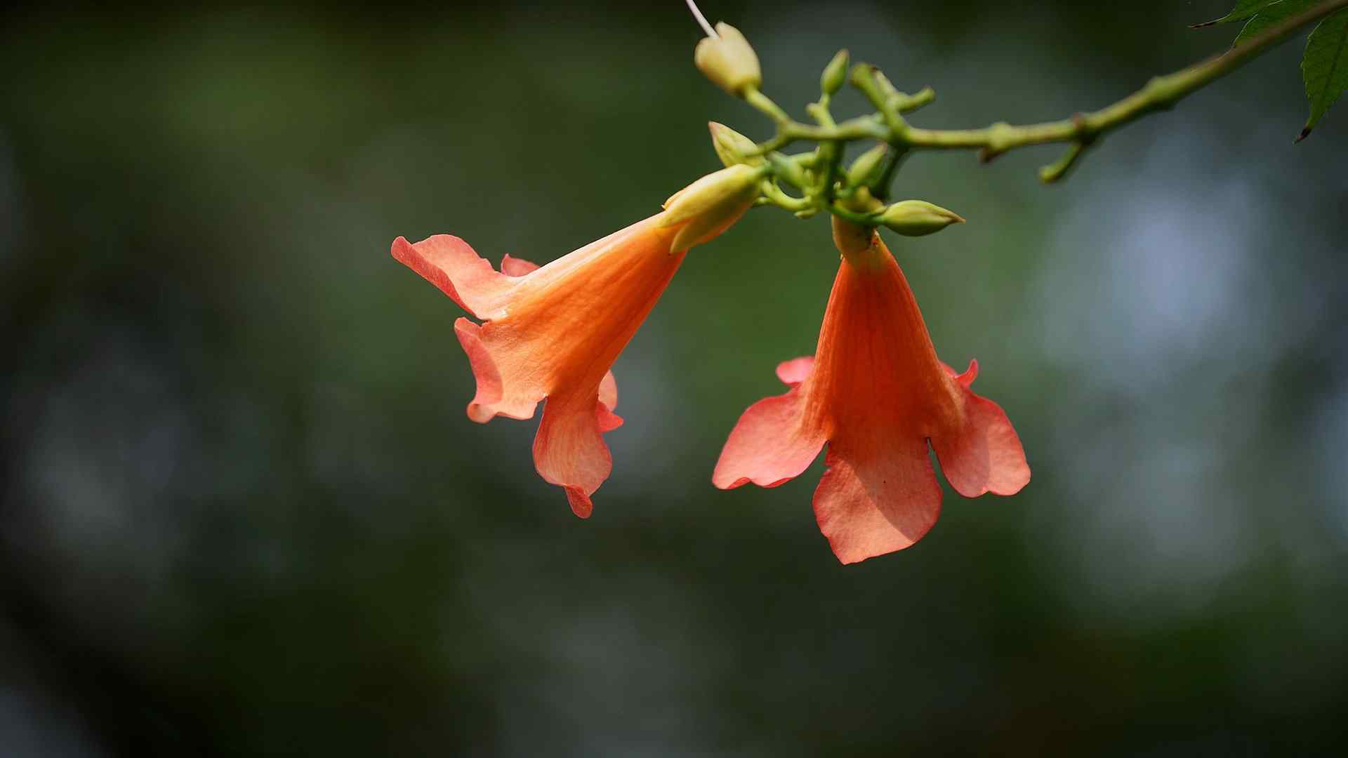 凌霄花红色花朵图片花语含义桌面壁纸图片