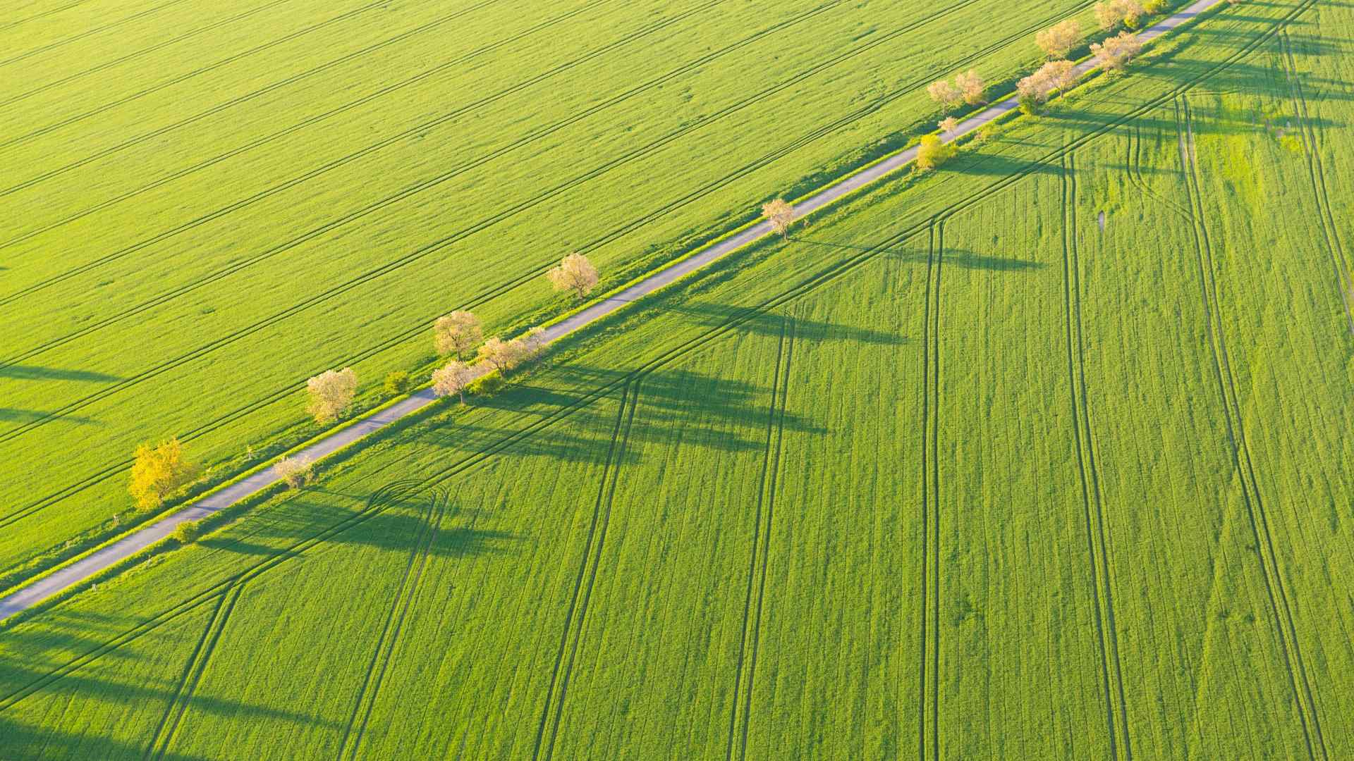 嫩绿色一望无垠草地护眼图片壁纸