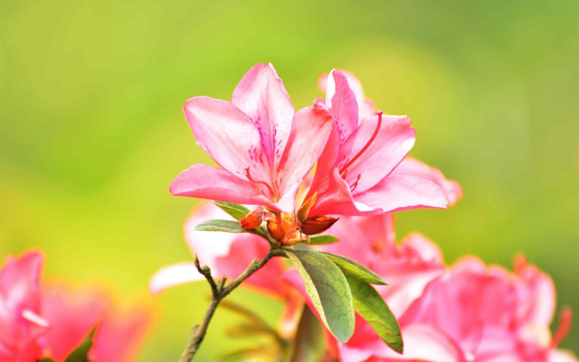 唯美杜鹃花摄影图片桌面壁纸