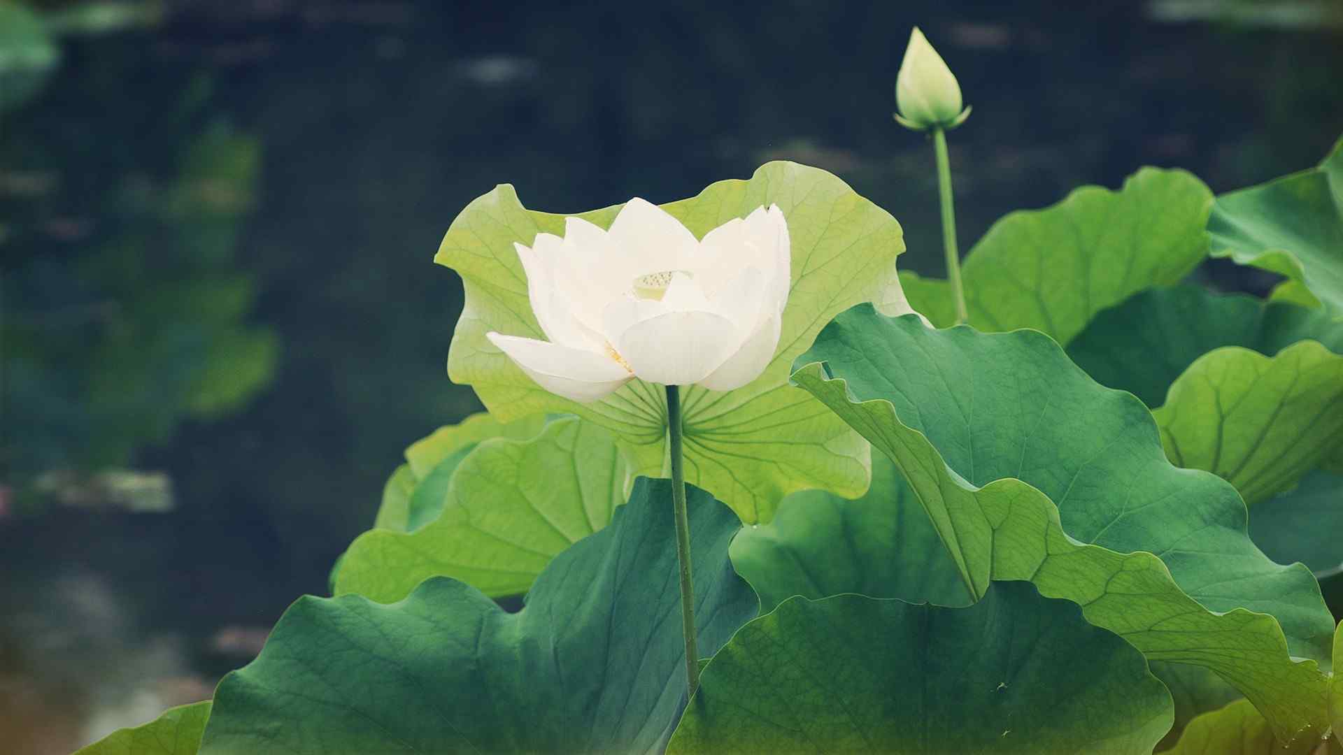 盛开的唯美鲜花荷花图片电脑壁纸