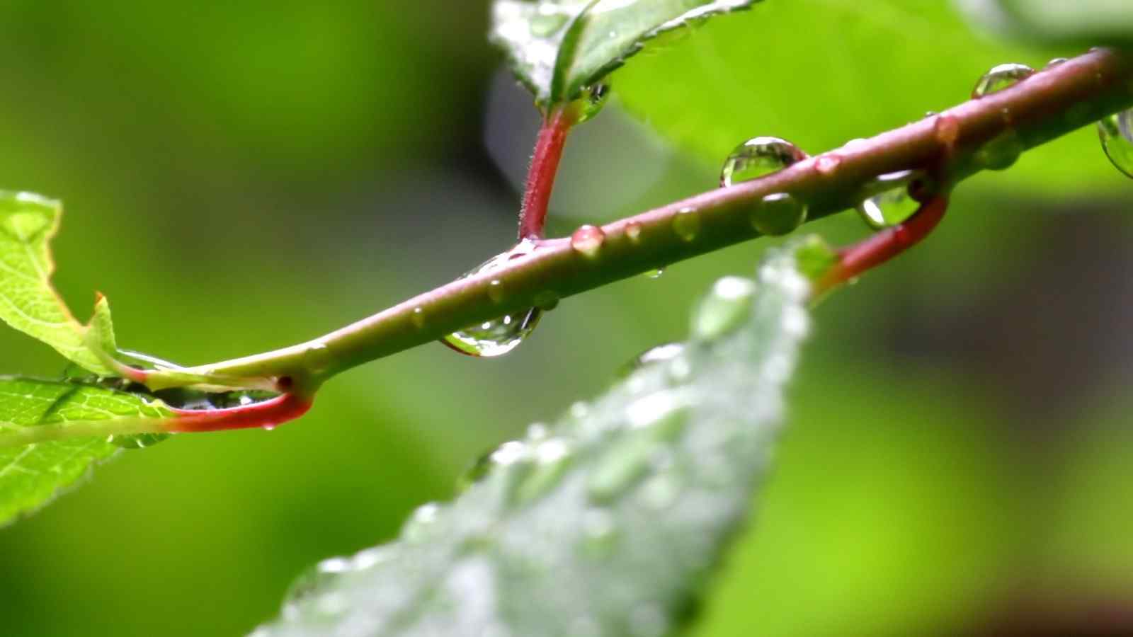 蓝天绿叶绿色护眼清新植物电脑壁纸