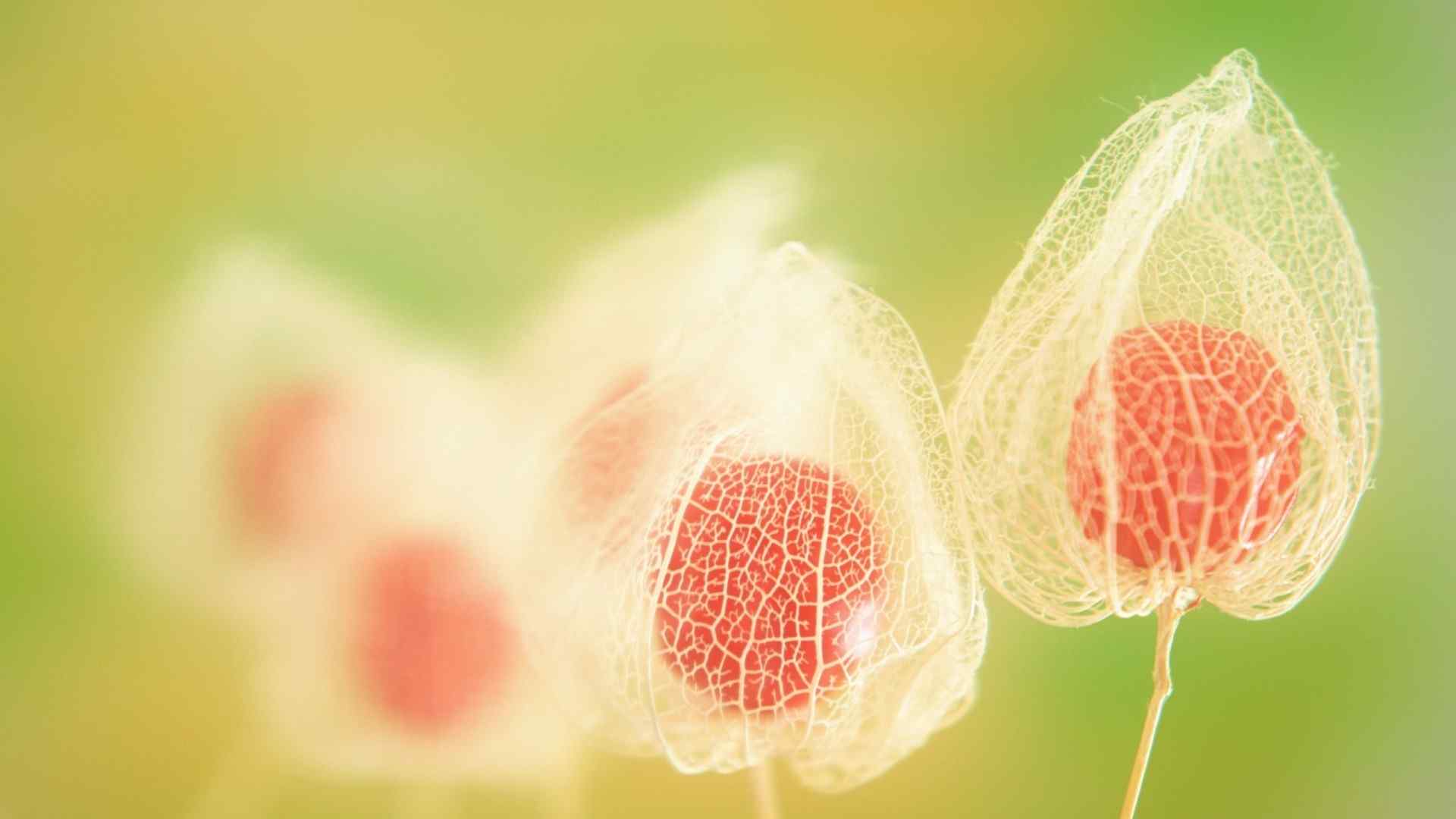 花之世界植物花卉精美桌面壁纸图片 第一辑