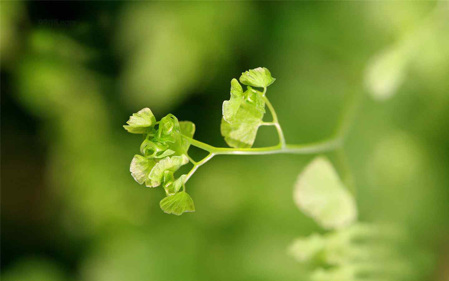 养眼护眼铁线蕨常绿草本植物桌面壁纸 第二辑