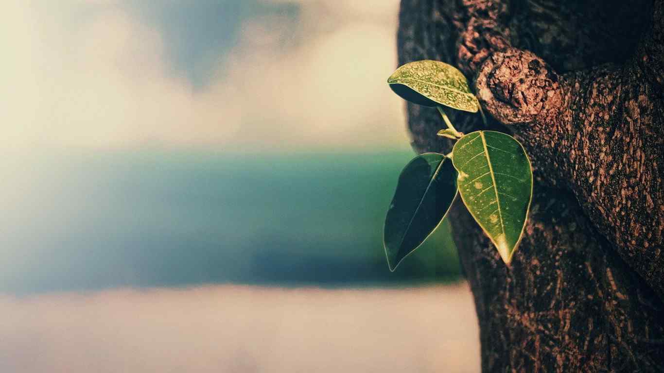 小清新唯美绿色植物花草高清桌面壁纸图片第二辑