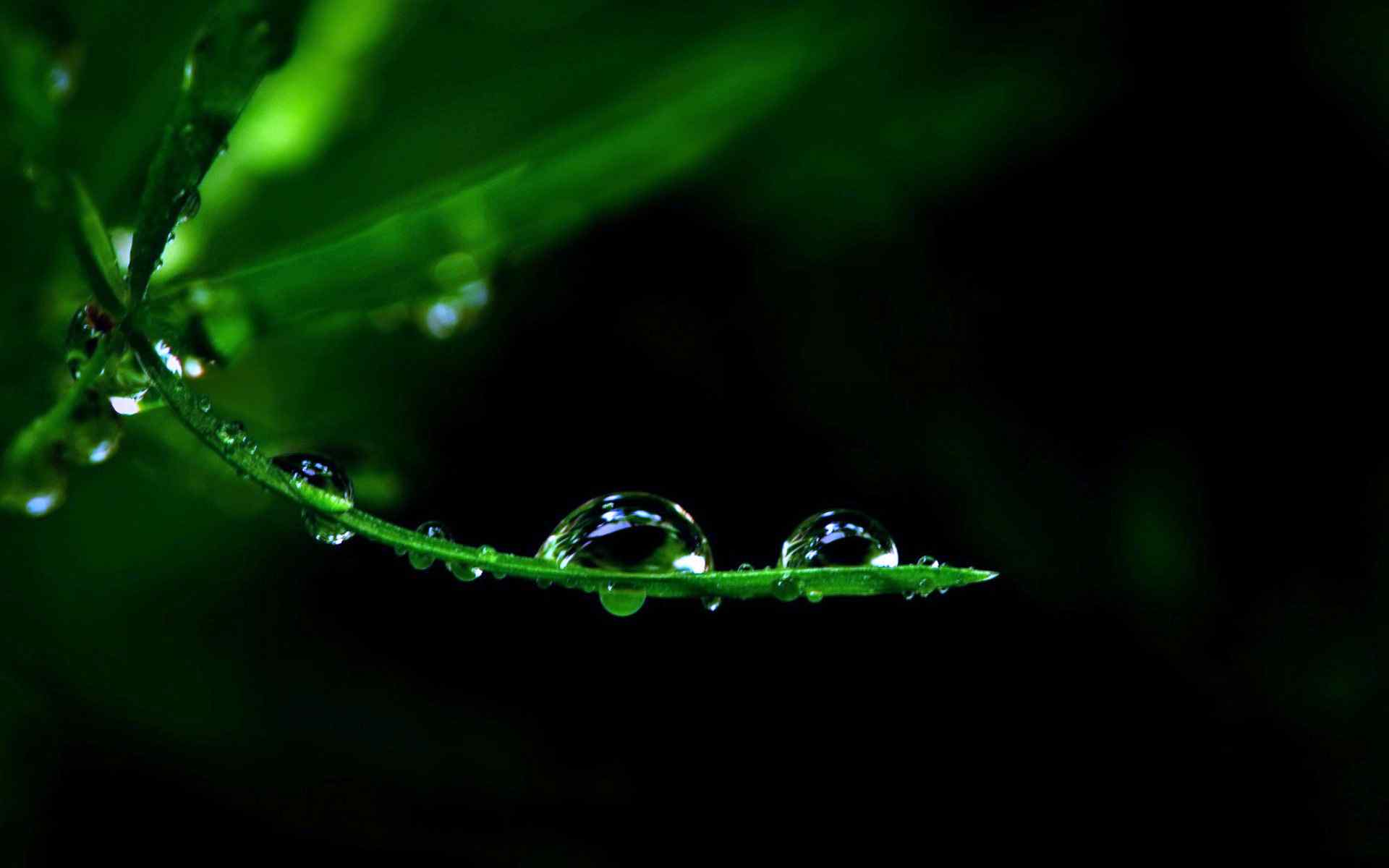 绿色植物叶子上的小水珠高清摄影桌面壁纸图片