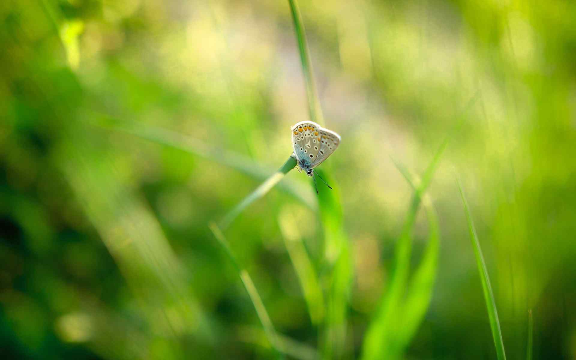 清新绿色植物护眼高清摄影桌面壁纸图片下载