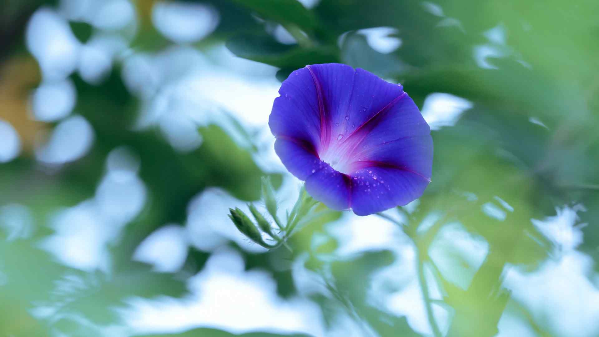 雨后牵牛花图片高清电脑桌面壁纸