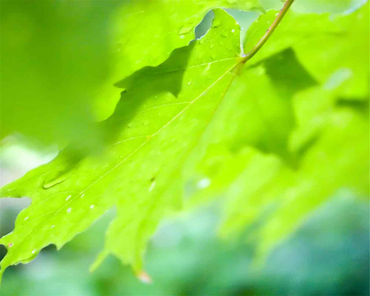 清新绿色植物护眼高清桌面壁纸图片大全 第二辑